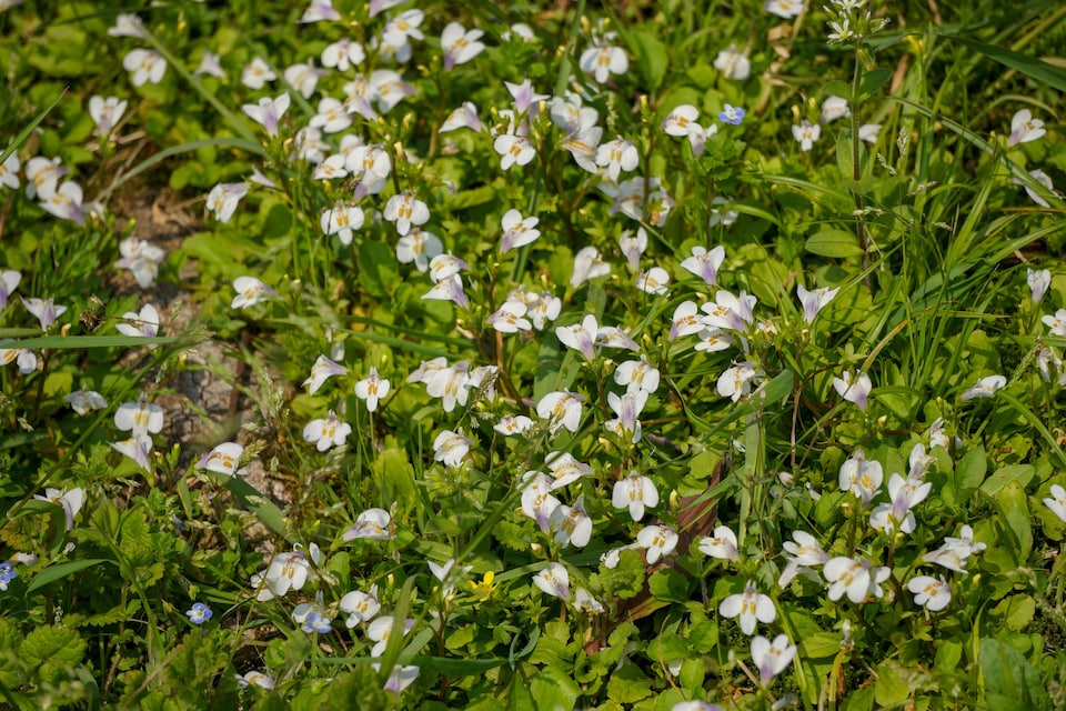 image 1 of Mazus reptans 'Albus' - Marginal Aquatic Pond Plant