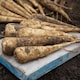 image 5 of Marshalls Garden Parsnip Seeds 'Pearl' F1 | Green | White