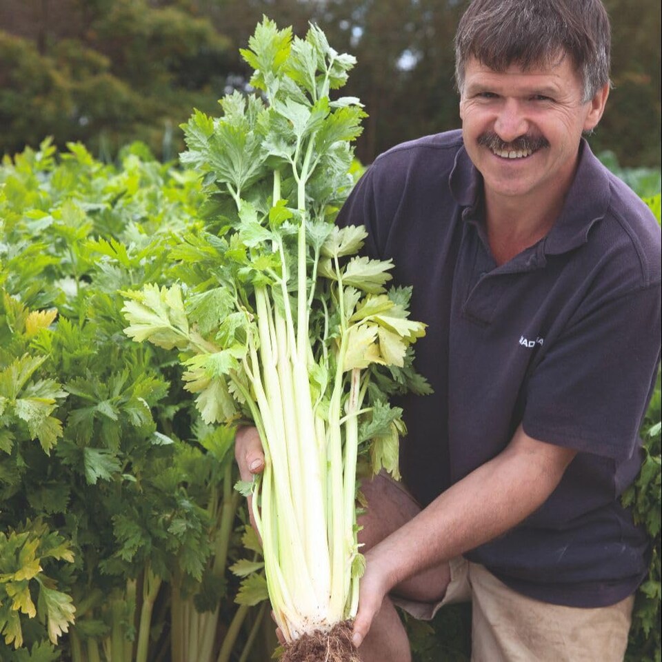image 1 of Loretta Celery Seeds - Self-Blanching Sweet Crunchy Stalks. Vigorous Hybrid. UK Garden Ideal. 350 Seeds.