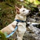 image 2 of Mountain Paws Blue Ombre Dog Collar | Blue | XL