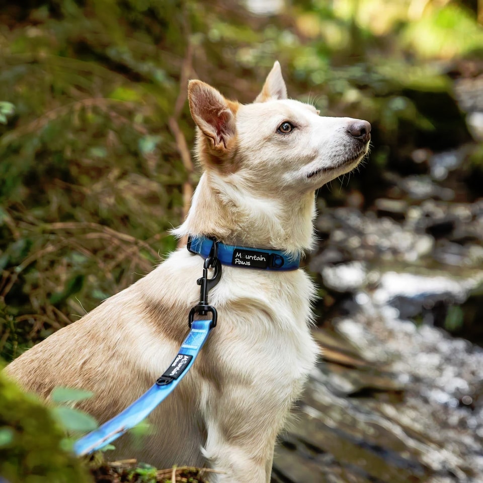 image 1 of Mountain Paws Blue Ombre Dog Collar | Blue | XL