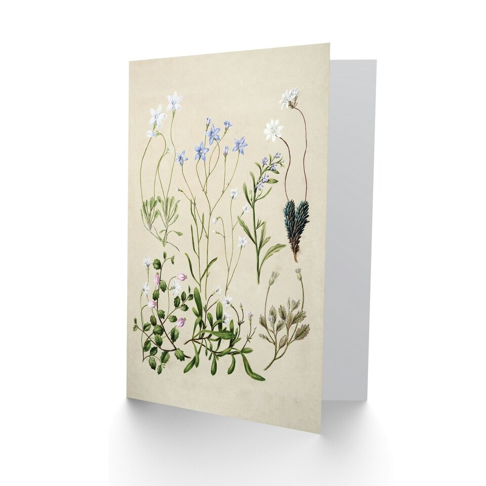 image 1 of Sarah Featon Art Card New Zealand Perennial Wild Flowers