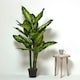 image 6 of Homescapes Dieffenbachia Dumb Cane Plant in Pot, 150 cm Tall