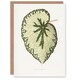 image 1 of AF Lydon Benjamin Fawcett Begonia Marshall Leaf Art Greeting Card