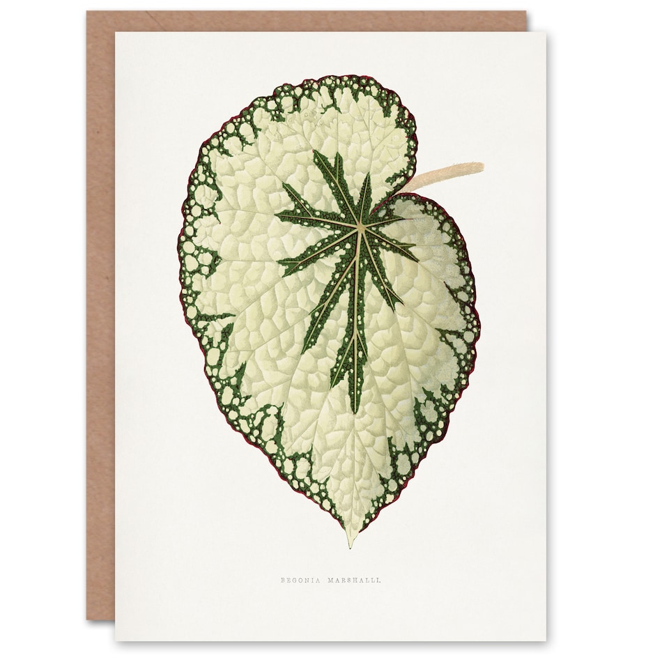 image 1 of AF Lydon Benjamin Fawcett Begonia Marshall Leaf Art Greeting Card