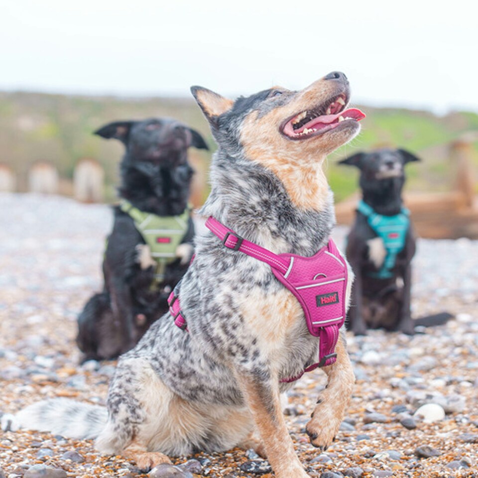 image 1 of Halti Anatomy Dog Harness - Magenta - XS