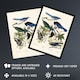 image 2 of Magpie Clarks Crow and Jays Audubon Nature Huge Wall Art Poster Print 24X32"
