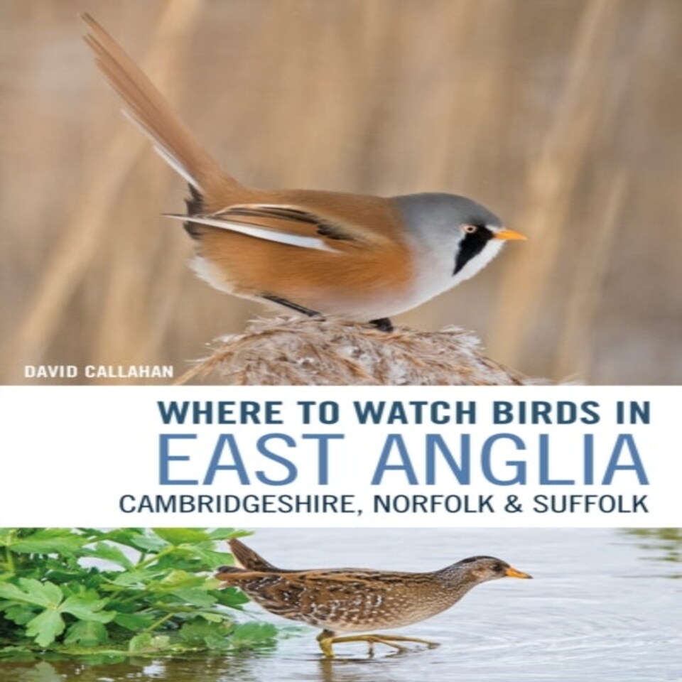 Where To Watch Birds In East Anglia