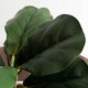 image 2 of Pack of 6 x 38cm Potted Fiddle Fig Plant
