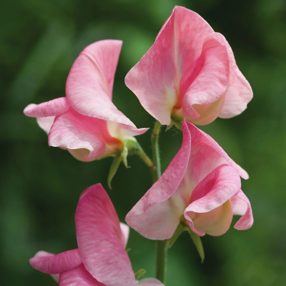 image 1 of Sweet Pea Emily | Multi | Rose pink | Flower Seeds | 1