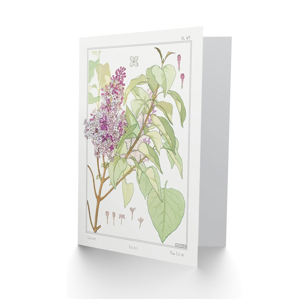 image 1 of Maurice Pillard Verneuil Art Card Lilac Flower Plant