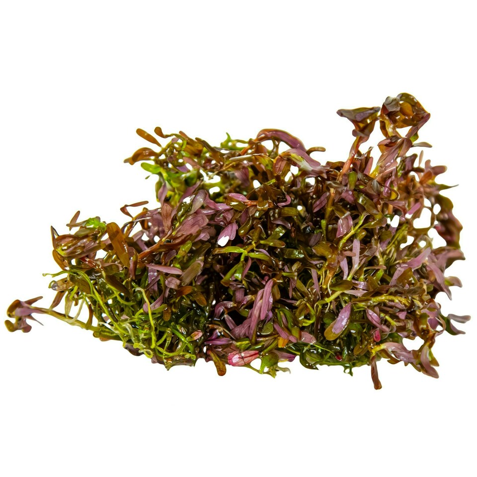 image 1 of Tropica Rotala rotundifolia 'Blood Red' (Medium, Red) 1-2-Grow! N/A