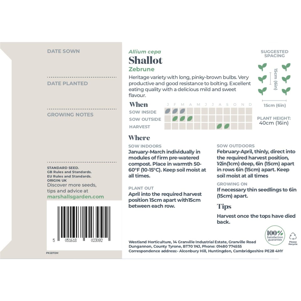 image 1 of Marshalls Garden Shallot Seeds 'Zebrune' Heritage French Long Pinky-Brown Bulbs, 75 Seeds