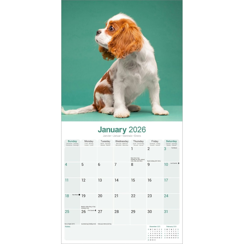 image 1 of Cavalier King Charles Spaniel 2026 Calendar | Square Wall Calendar | Dog Breed Gift | Plastic Free Packaging | by Avonside Publishing