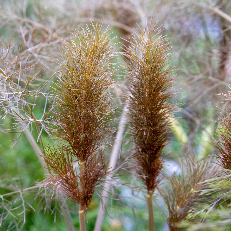 image 1 of Marshalls Garden Fennel 'Bronze' - 1 litre