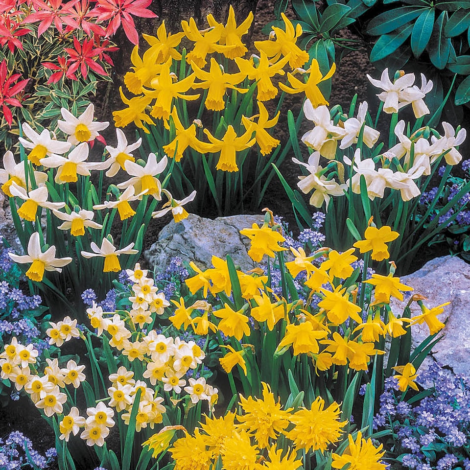 image 1 of YouGarden Mini Mixed Daffodil Bulbs, 100 Spring Flowering Bulbs, Plant for Spring Flowering Bulb