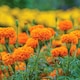 image 1 of Marshalls Garden Marigold Seeds 'Hot Stuff' Deep Orange, 75cm 50 seeds