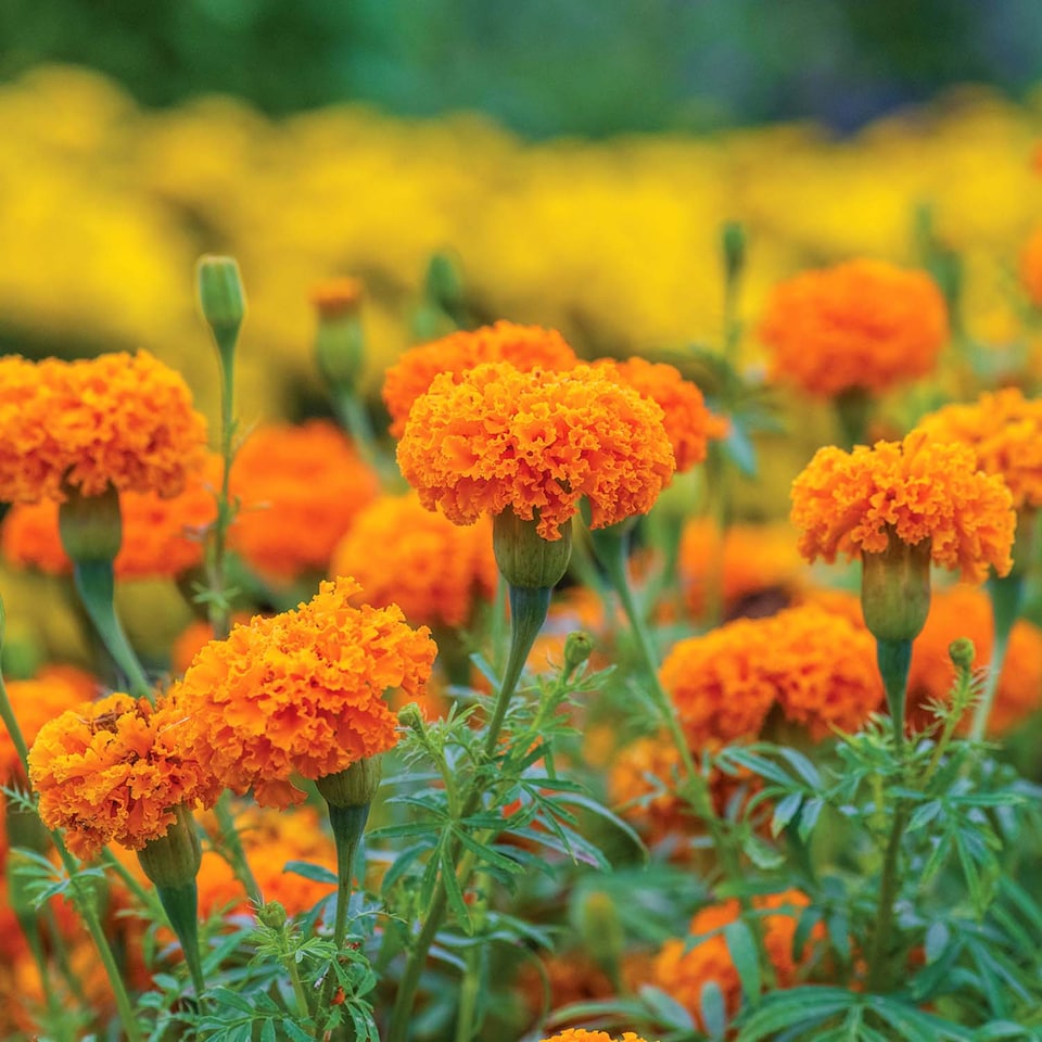 image 1 of Marshalls Garden Marigold Seeds 'Hot Stuff' Deep Orange, 75cm 50 seeds