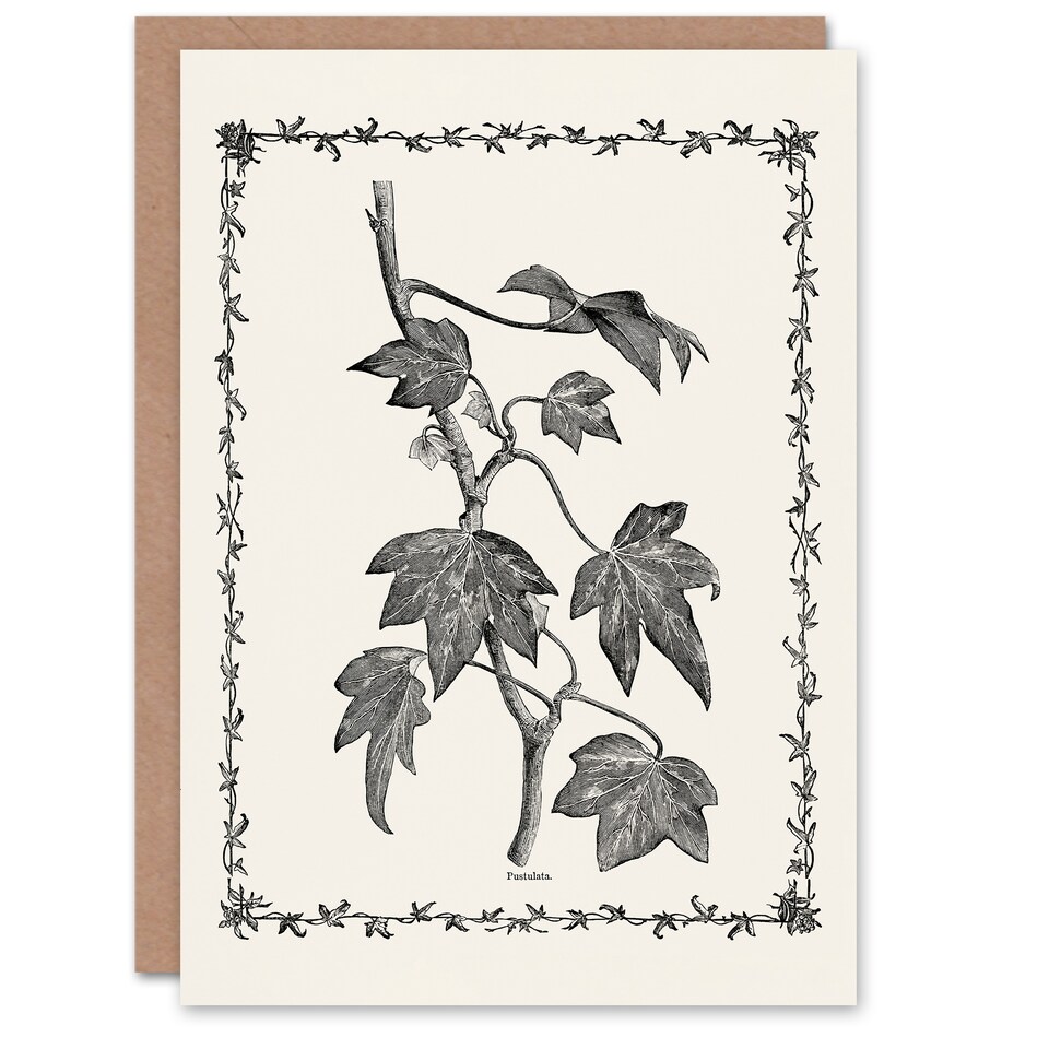 image 1 of Shirley Hibberd Art Card Vintage Botanical Pustulata Leaves