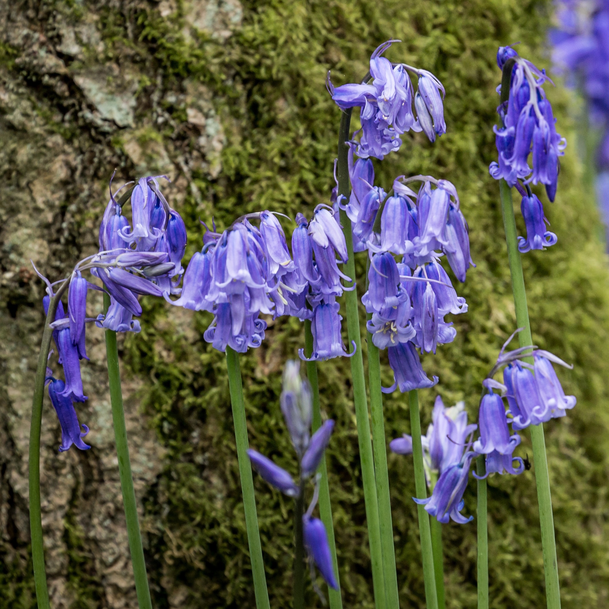 YouGarden English Bluebells, Pack of 20 Bulbs Size 7/8, Ready to Plant Bulbs, Autumn Planting for Spring Flowers