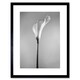 image 1 of Flower Black And White Calla Lily Home Decor 12x16" Framed Wall Art Print