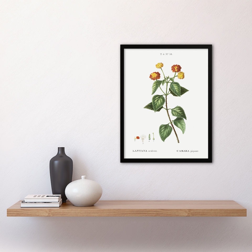 image 1 of Lantana Plant Botanical Redoute Vintage Framed Wall Art Print 12X16"