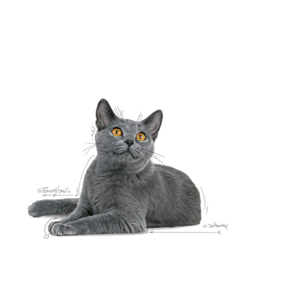 image 1 of Royal Canin Cat Dental Care 8KG