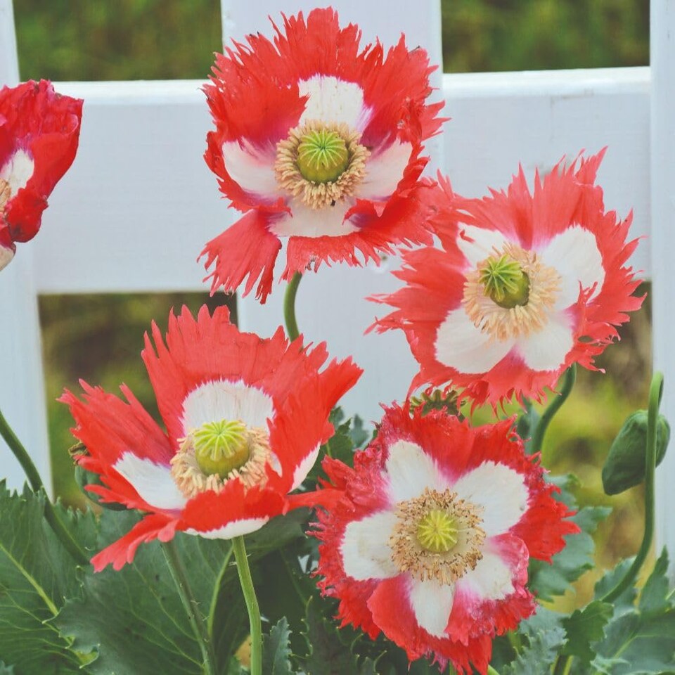 image 1 of Poppy Danish Flag Heritage Opium Poppy Seeds - Scarlet with White Cross - 400 Seeds