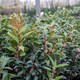 image 5 of Marshalls Garden Sarcococca hookeriana 'Winter Gem' - 5 litre