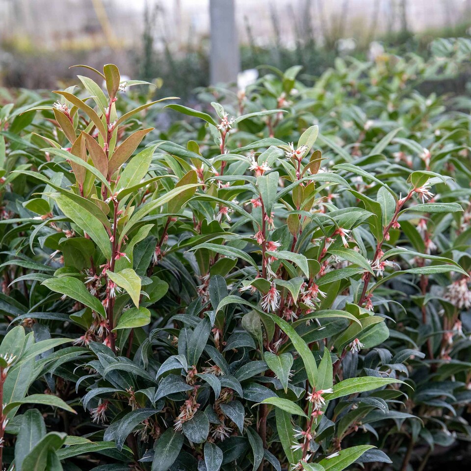 image 1 of Marshalls Garden Sarcococca hookeriana 'Winter Gem' - 5 litre
