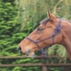 image 2 of Shires Rope Control Headcollar White | Colour: Black/White
Size: One Size