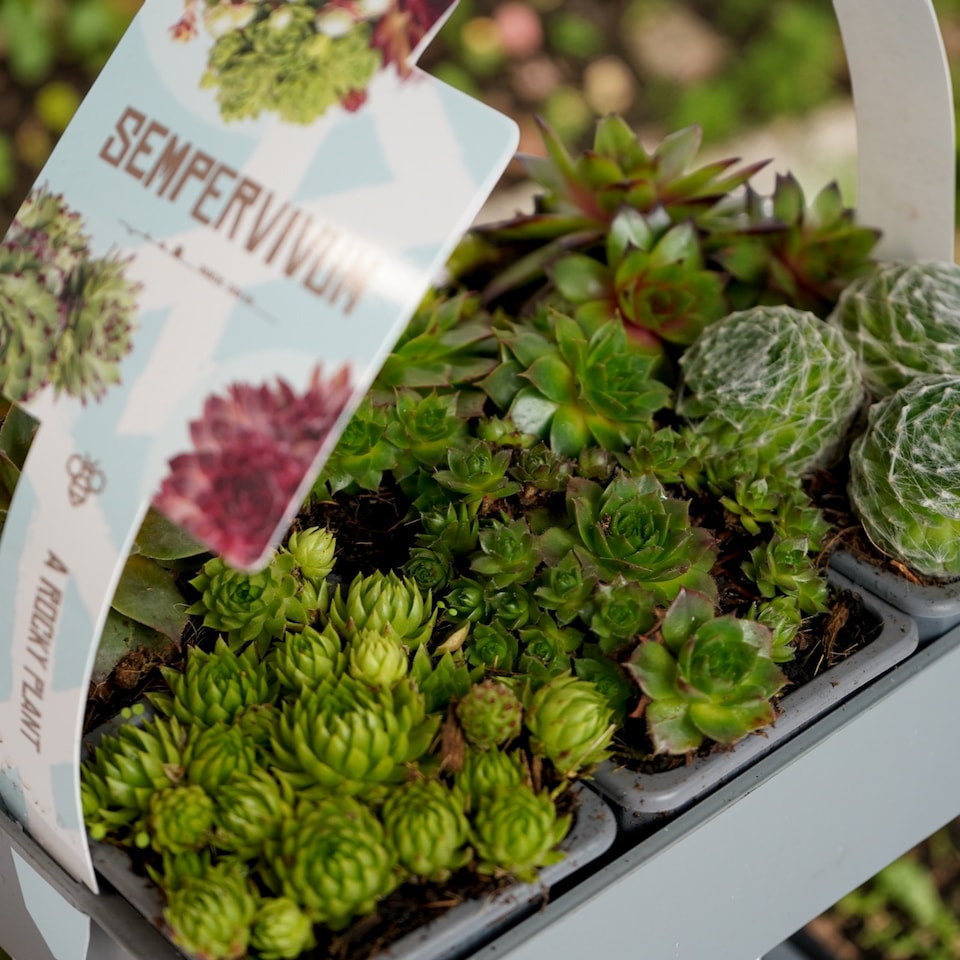 image 1 of Carbeth Plants Sempervivum in 7cm Pots - 6 Pack - Hardy Mixed Houseleeks - Low Maintenance Succulent - Rockery & Outdoor Patio Plants