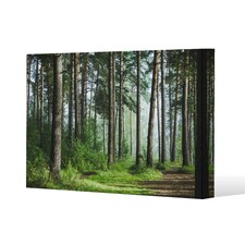 Beautiful summer forest with different trees (Canvas Print) 31 x 41 x 4cm
