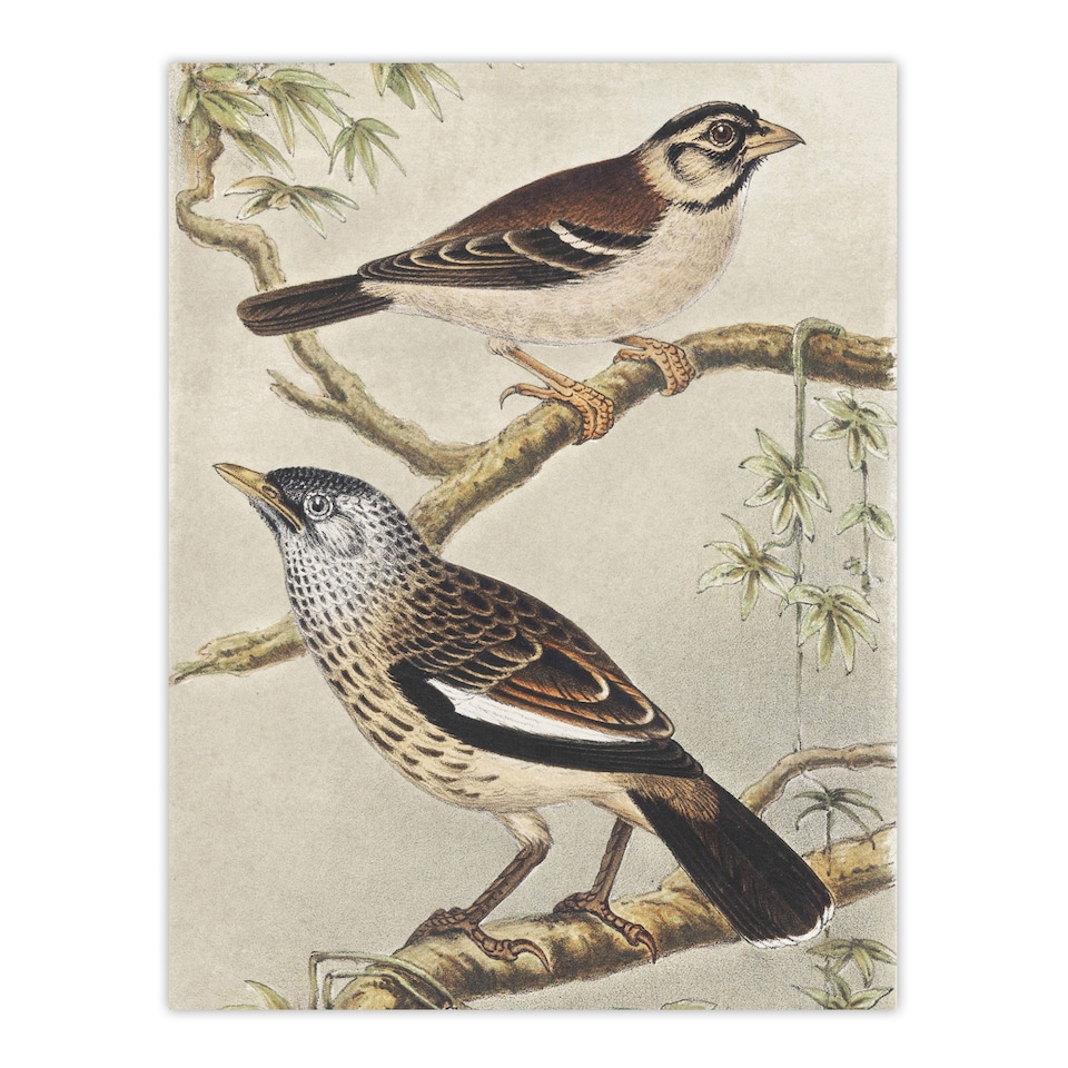 image 1 of Two Birds on Tree Branches Vintage Wall Art Print van Hoytema 12x16"