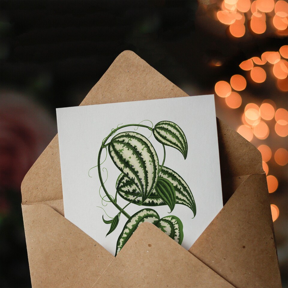 image 1 of AF Lydon Benjamin Fawcett Smilax Macrophylla Vine Art Greeting Card