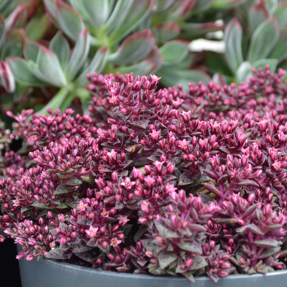 image 1 of Marshalls Garden Crassula 'Starlights Ruby' 3 plug plants