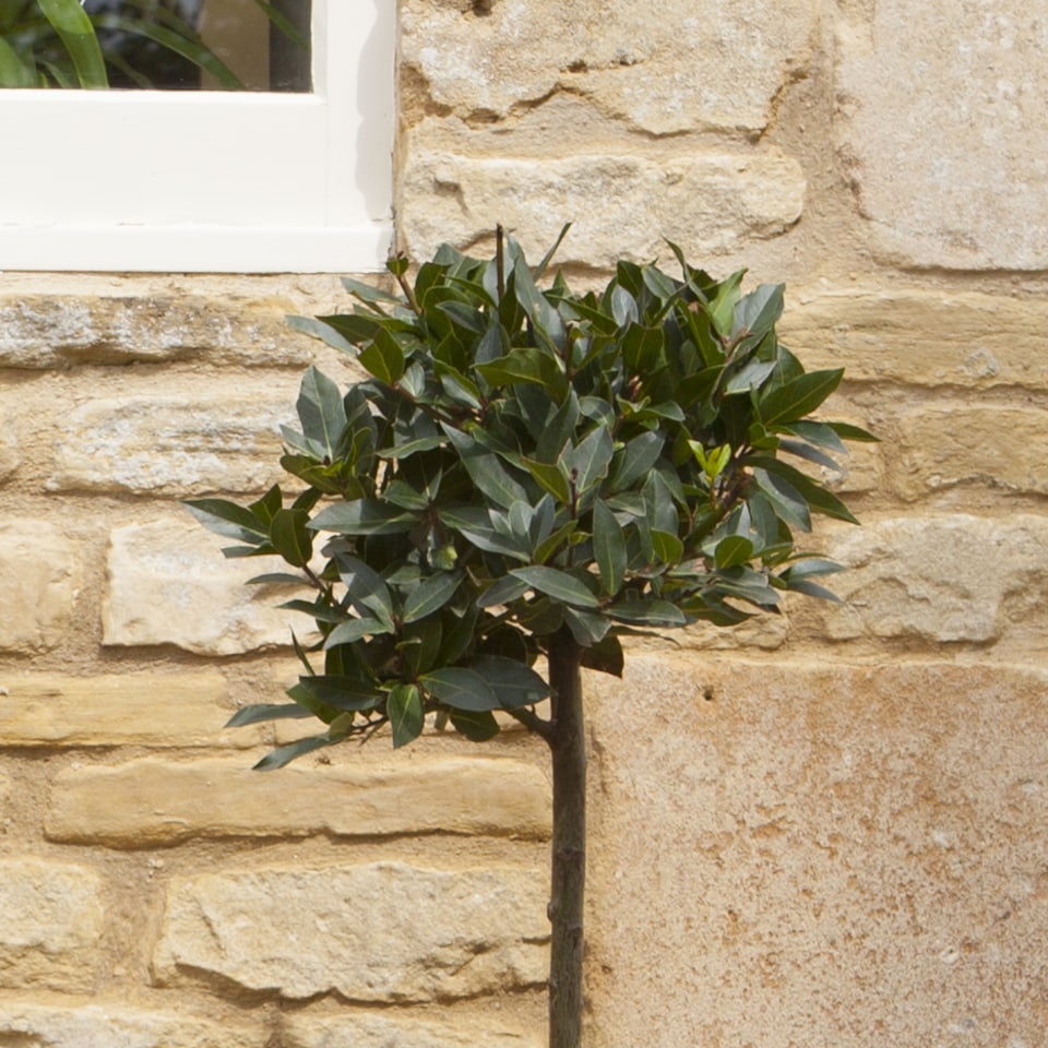 image 1 of YouGarden Bay Tree Standard Tree 70-80cm Tall, Single Garden Ready Potted Bay, for Patios and Gardens, Edible Plant