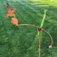 image 1 of Hummingbird Wind Rocker Single Bare Metal/Ready to Rust - Steel - L66 x W54 x H148.5 cm