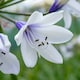 image 3 of Marshalls Garden Agapanthus 'Twister' - Bicolour Blue & White Perennial 2 litre