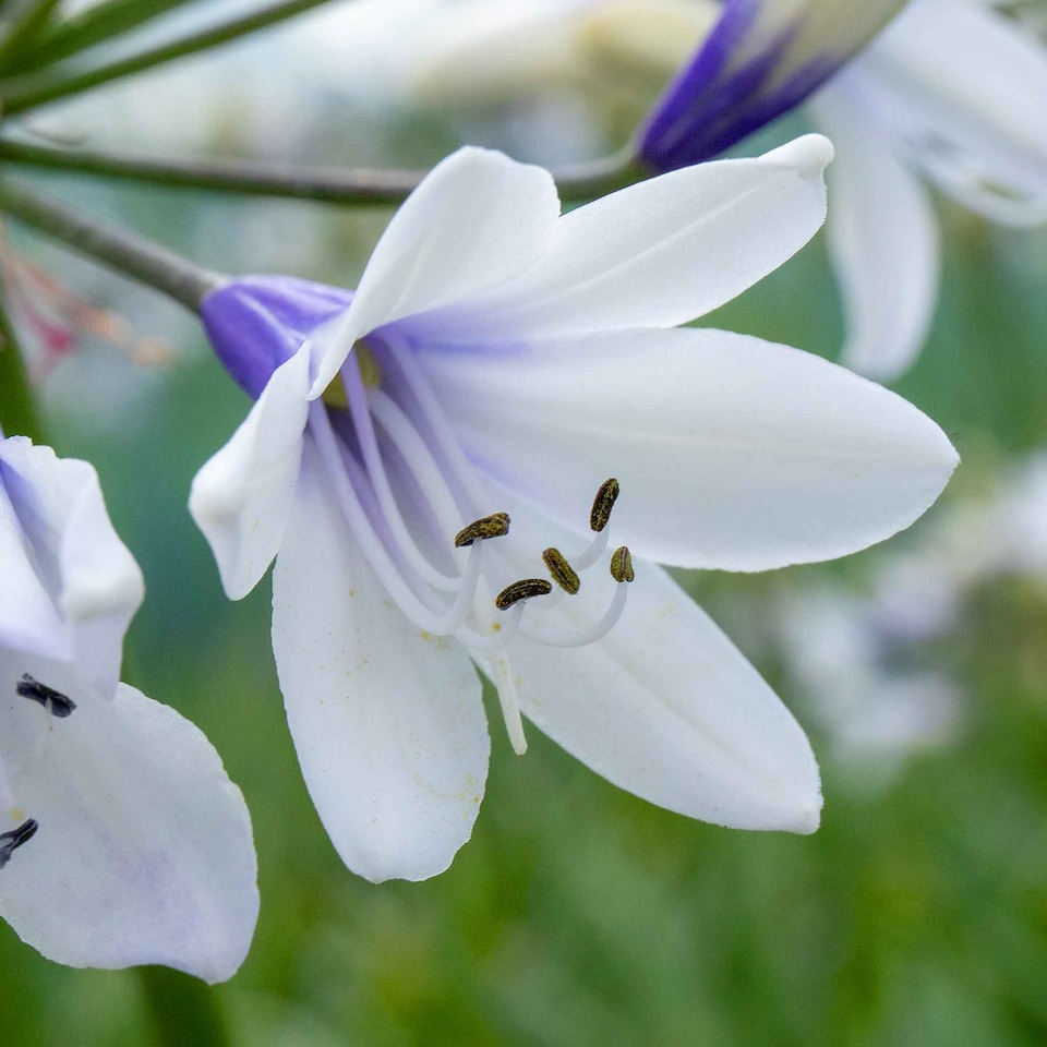 image 1 of Marshalls Garden Agapanthus 'Twister' - Bicolour Blue & White Perennial 2 litre