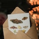 image 3 of Anselmus de Boodt Art Card Butterflies and Moths Study