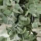 image 2 of Houseplant Eucalyptus Baby Blue | Multi