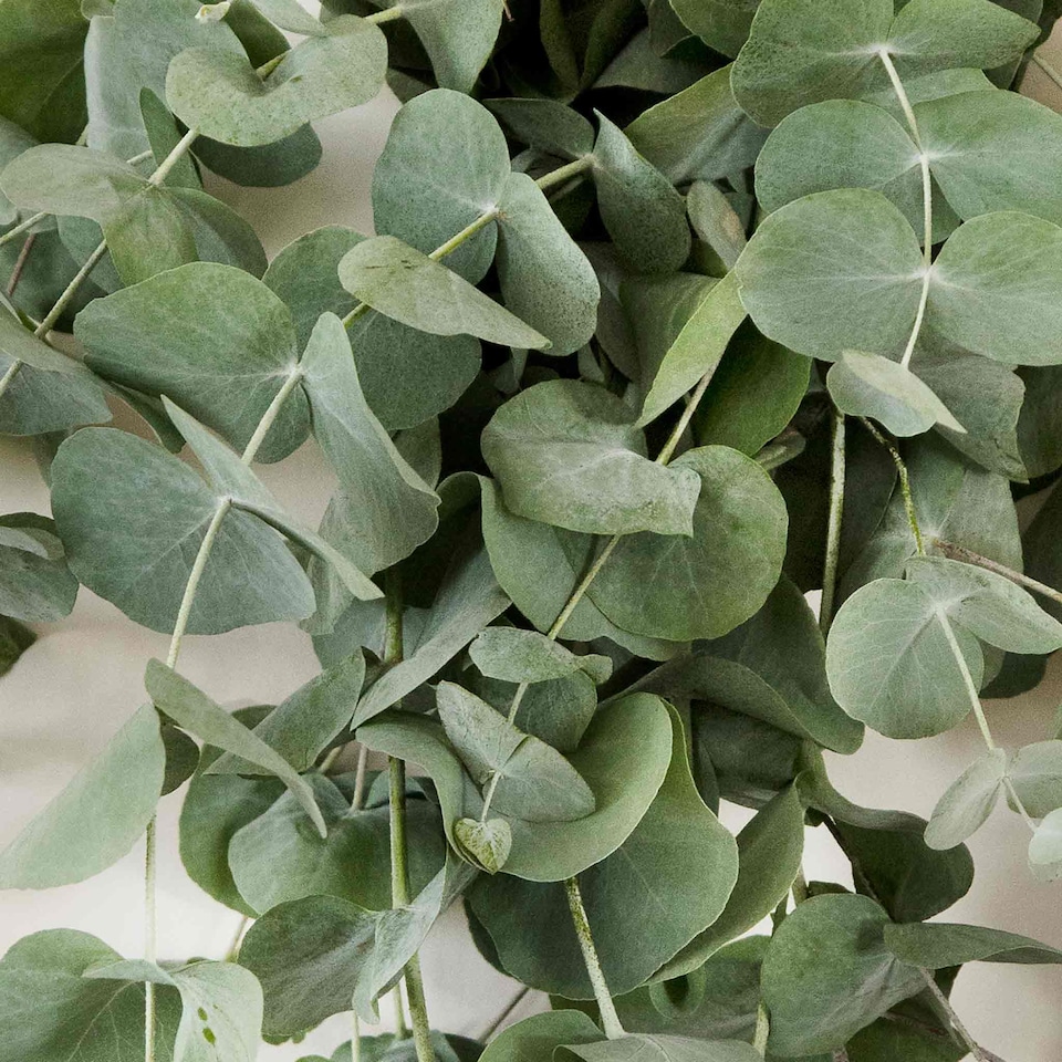 image 1 of Houseplant Eucalyptus Baby Blue | Multi