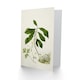 image 2 of Sarah Featon Art Card Caltha New Zealand Marsh Marigold Plant