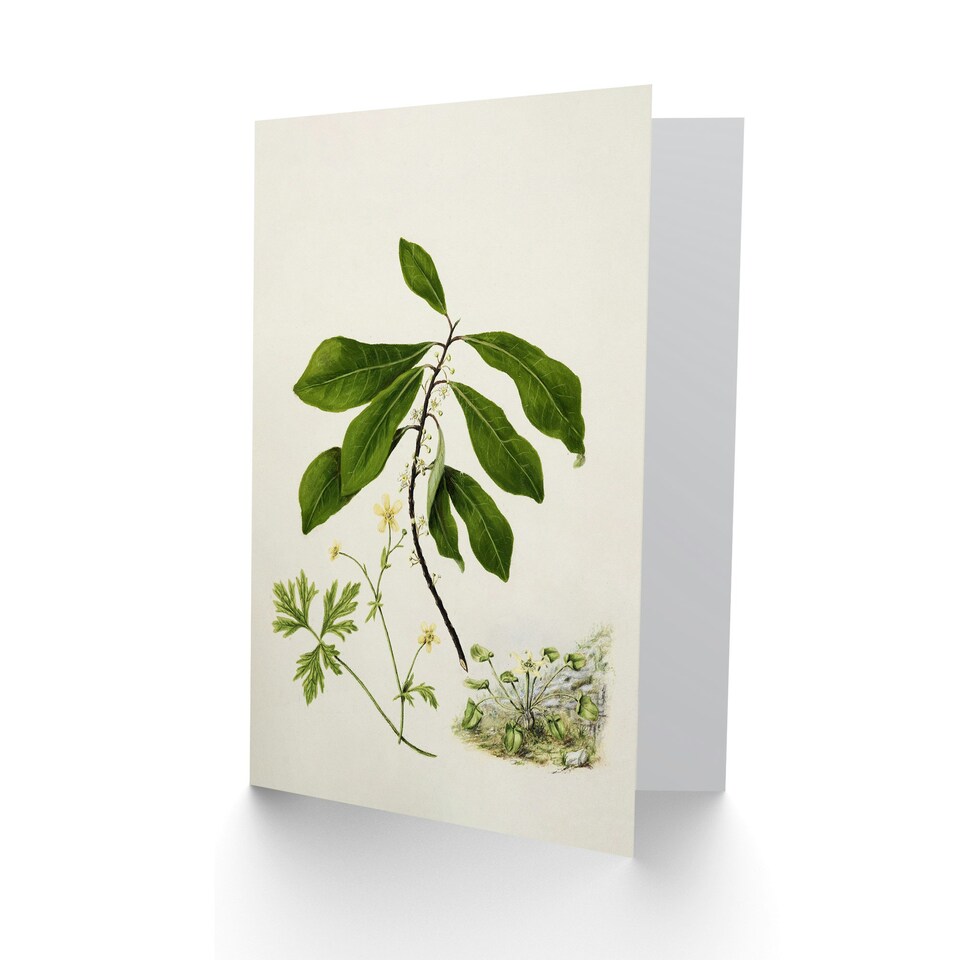 image 1 of Sarah Featon Art Card Caltha New Zealand Marsh Marigold Plant