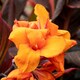 image 7 of Marshalls Garden Canna 'Lily Tropicana' 1.5m striped foliage and yellow blooms | Green | Red | 2L Plants
