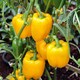 image 3 of Carbeth Plants 3 x Bell Pepper Golden Star Vegetable Plant - 9cm Pot - Easy Grow Kitchen Garden