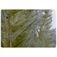 image 1 of autumn pampas grass close up (Rug) Cream | L