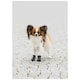 image 5 of Trixie Walker Active Protective Dog Boots - XS