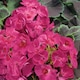 image 1 of Unwins Geranium Seeds 'Bulls Eye Cherry' F1, 5 Seeds | Multi | Cherry-red | 5 Seeds